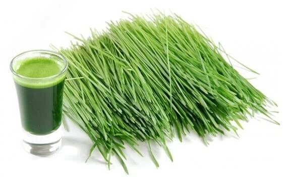 Barley Grass Powder for Lose Weight