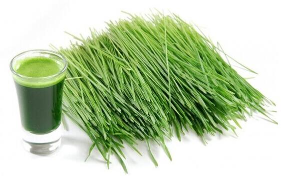 Barley Juice Powder Barley Juice Powder