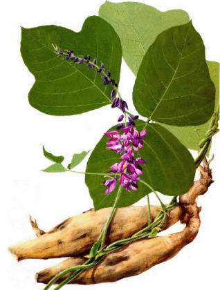 Pueraria