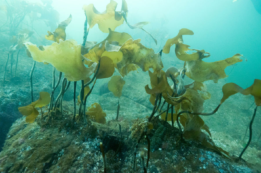 Kelp Kelp