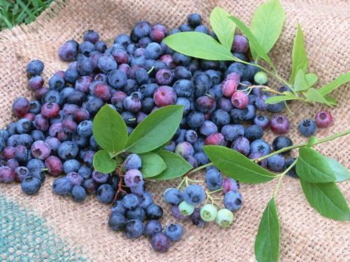 The Amazing Functions of Blueberry Extract Powder