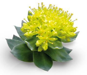 rhodiola-rosea-root-extract-powder.jpg