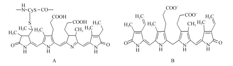 Common structures of Phycocyanin chromophore(A) and bilirubin (B)