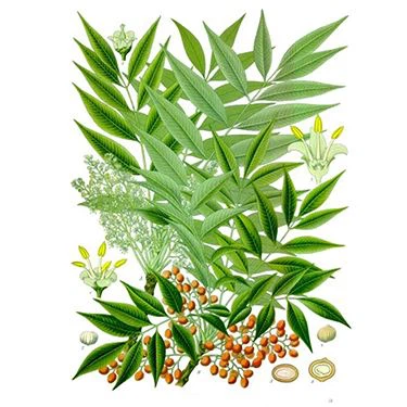 product-375-375 fisetin powder