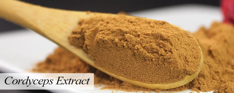 Cordyceps Extract.png Cordyceps Extract.png
