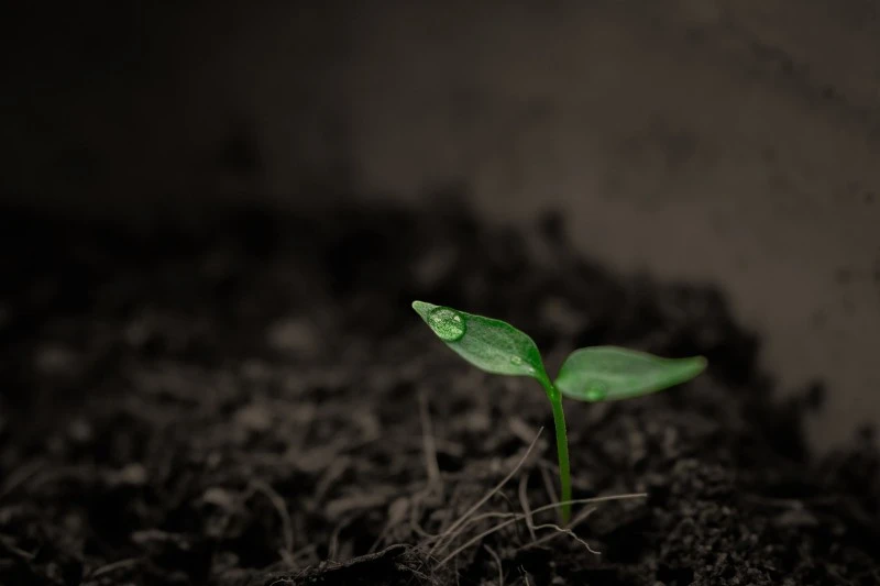 soil soil
