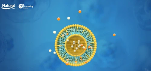 Understanding Co-Loading Liposome Technology Understanding Co-Loading Liposome Technology