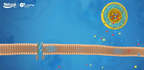 Co-Loading Liposomes Co-Loading Liposomes