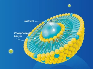 liposomes liposomes