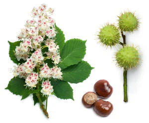 Aesculus Hippocastanum Seed Extract