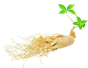 Panax Ginseng Root Extract
